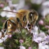 Abeille qui butine v1. 2022. Dans les magnifiques jachères qui surplombent le canal de Fay aux Loges. FLORA ASSADI